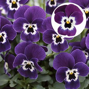Afbeelding van Viola P9 kleinbloemig Purple face